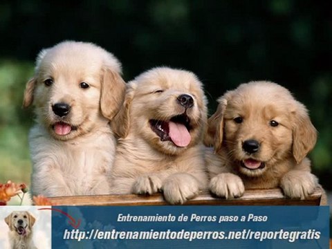 Entrenamiento Para Cachorros Golden Retriever