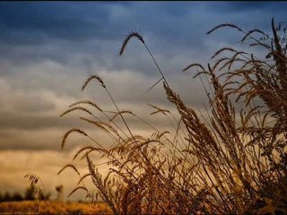 Orhan HAKALMAZ - Kırmızı Buğday