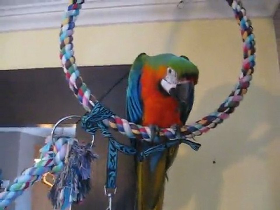 Paco ,perroquet ara catalina danse sur (ça fait rire les oiseaux).