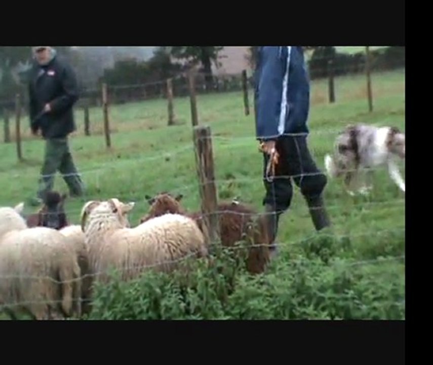 Troupeau 2011 11 06