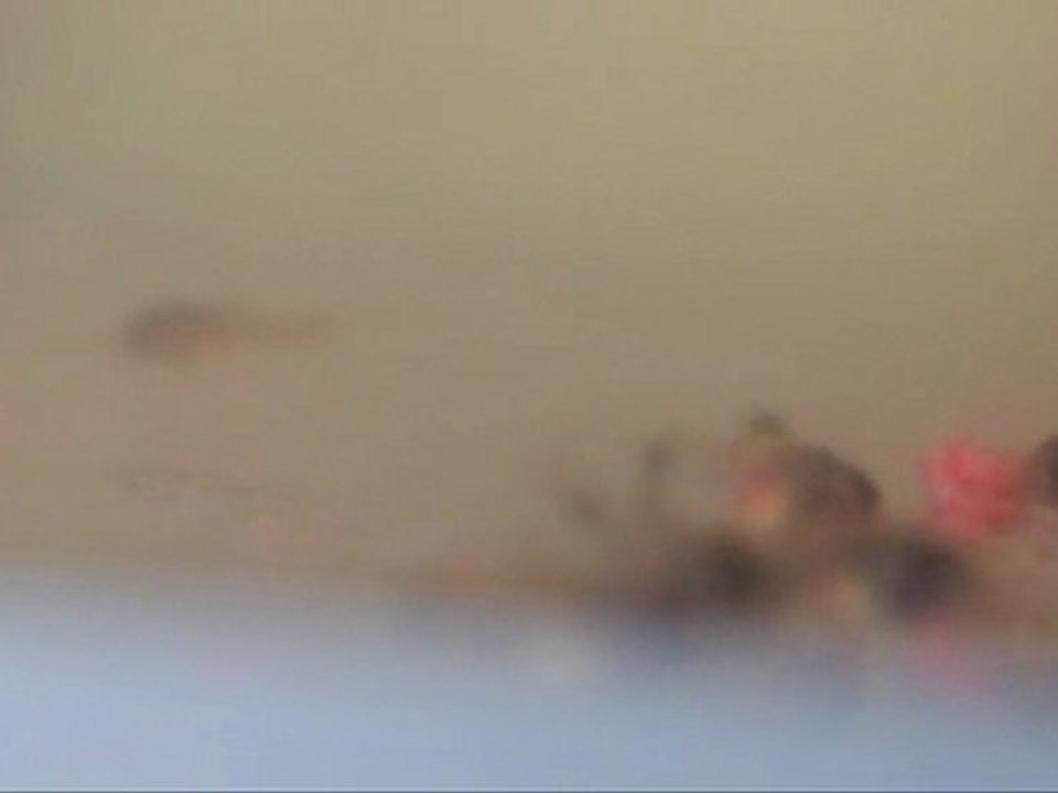 alevin corydiras panda