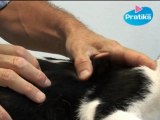 Conseils véto - Comment dépister les puces de son chat ?