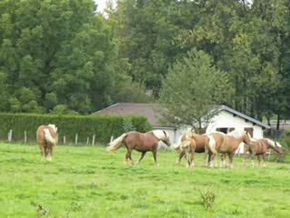chevaux de auxon au pré