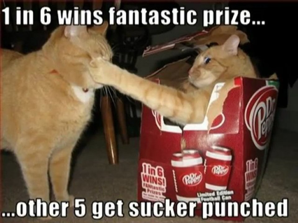 Very Funny Cats 49