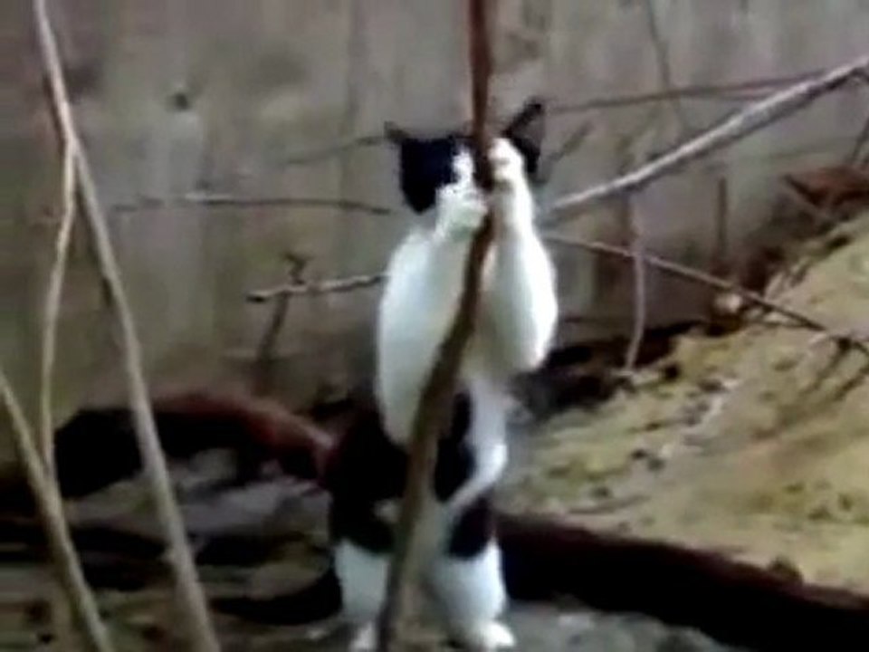 Striptizci Kedi