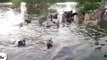 Zapping décalé : Une fondation pour les chiens victimes des inondations à Bangkok