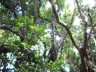 L'arbre "Banian", la porte vers le royaume des morts