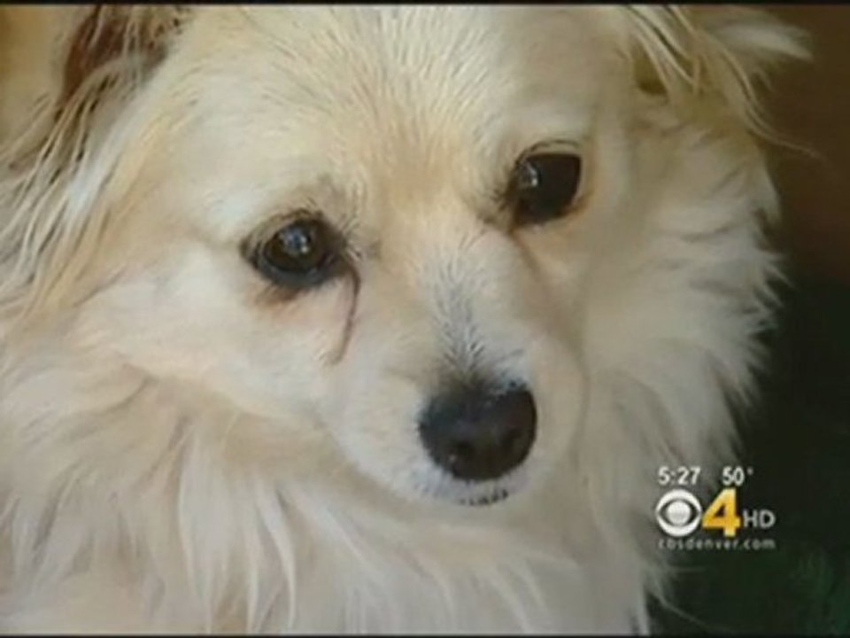 В Денвере пожарные спасли двухдневного щенка