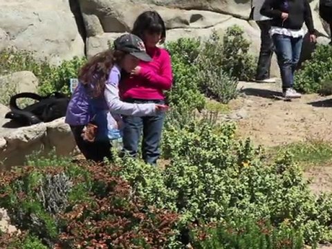 Chili: Atacama, le désert en fleurs comme jamais depuis 20 ans