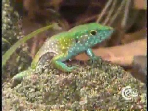 (DVD09) (34) ECOSISTEMAS DESERTICOS