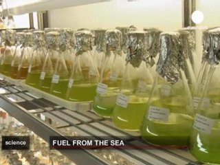 Yosun petrolün yerini alacak