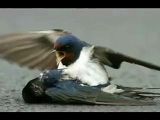 İŞTE GERÇEK AŞK.........!