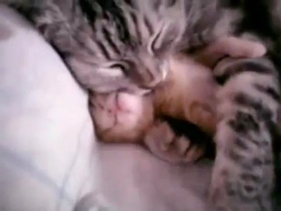 chatte-serre-bras-chaton