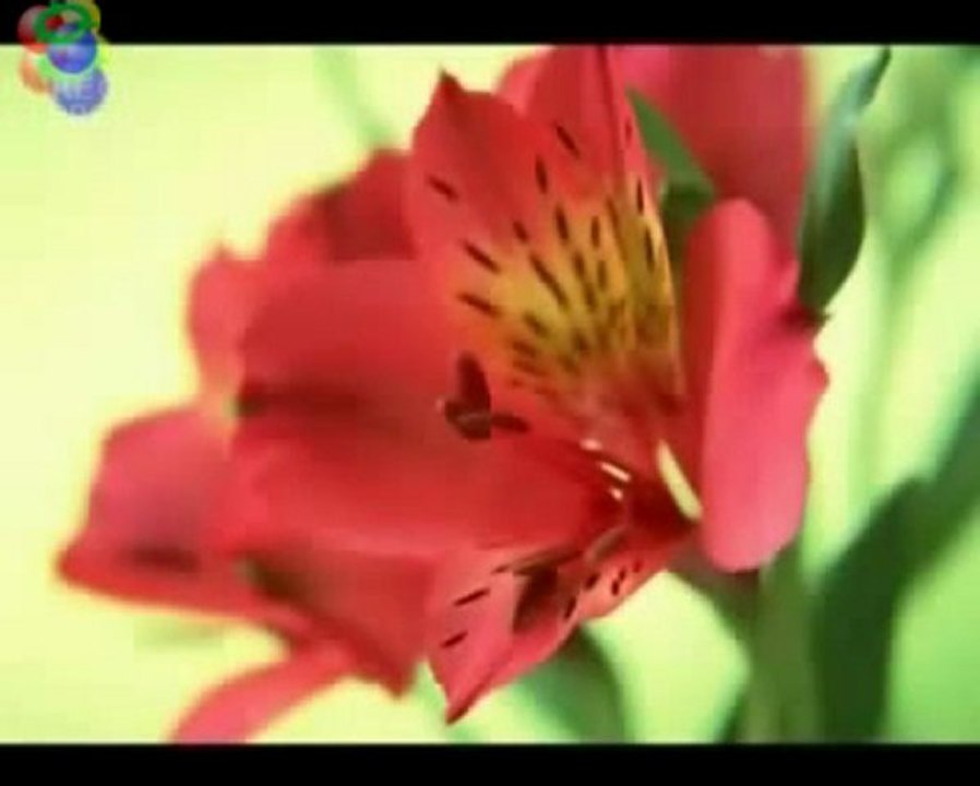 nazomsesli.net videolar 2011 gülşen  izle sesligelincik.com yapımıdır