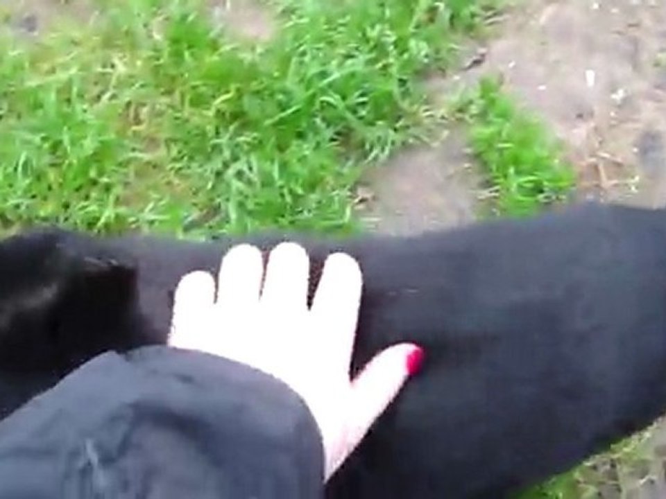 Mimine me fait un câlin à sa façon, à l'Ecole du Chat !