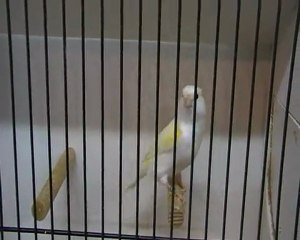 les oiseaux de ju-canaristedu62 à Malines