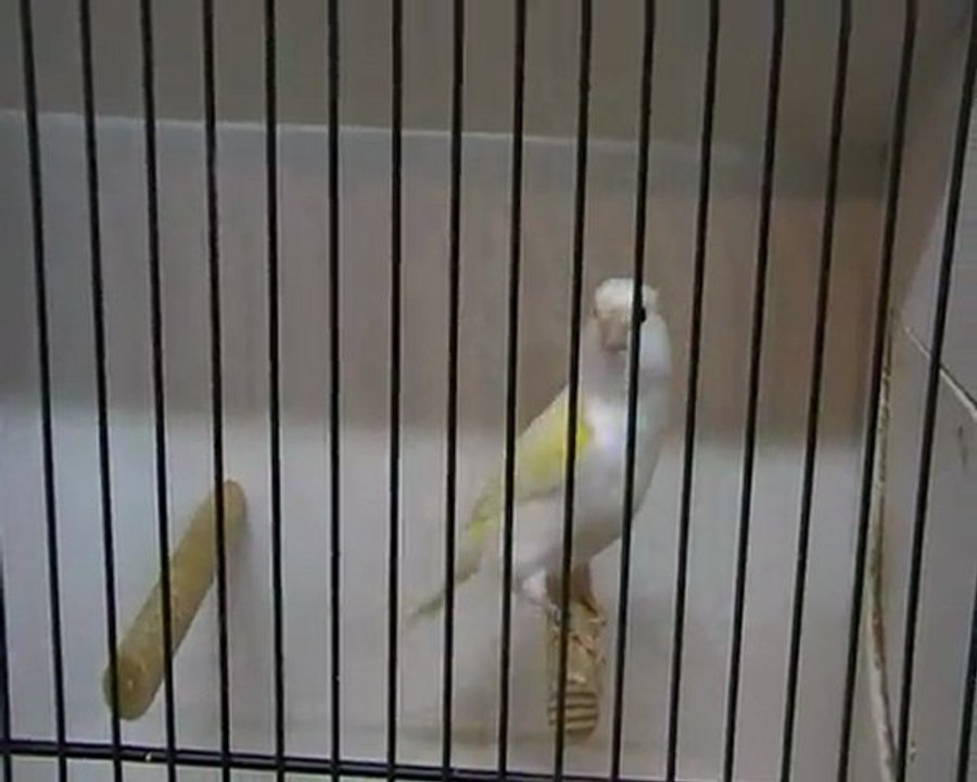 les oiseaux de ju-canaristedu62 à Malines