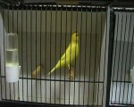 les oiseaux de ju-canaristedu62 à Malines