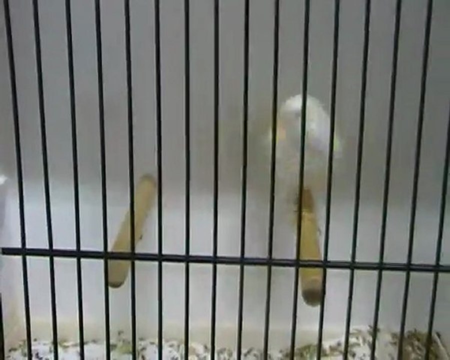 maline 2011 stam champion lipo jaune mosaique femelle ( jean-pierre blondel)