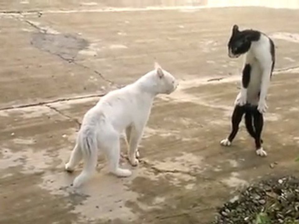 chat-cobra