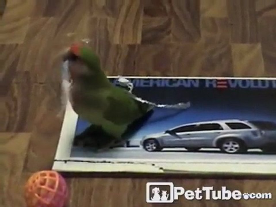 Bird Makes Feather Extensions