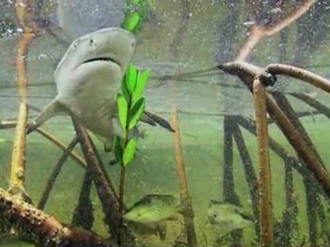 National Geographic Live! Interview with Brian Skerry