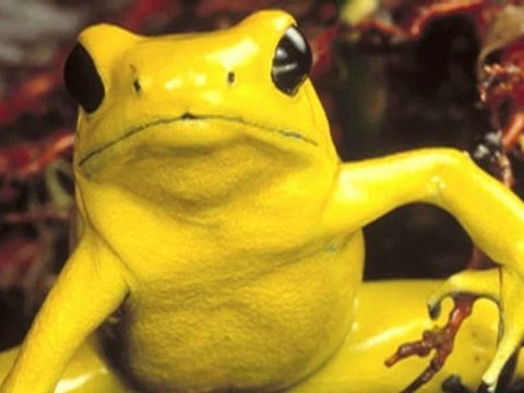 National Geographic Live! Interview with Mark Moffett