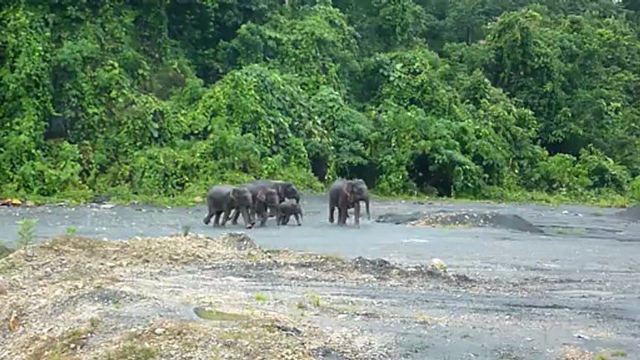 No need to go far for elephants