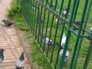 CASABLANCA LAFONTINE BOLEVARDE HASANE 2