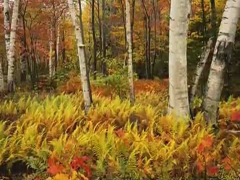 National Geographic Live! Interview: Michael Melford