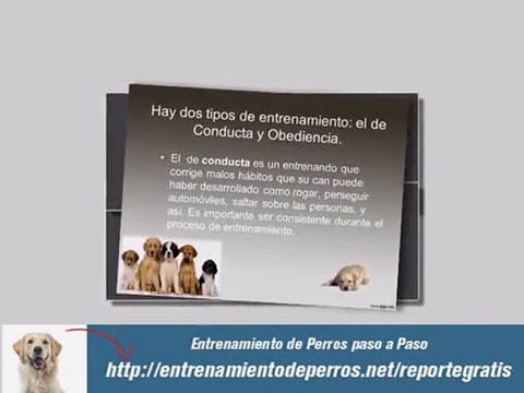 Entrenamiento Profesional para Cachorros