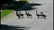 Get Rid of Canadian Geese - Goose Attack!