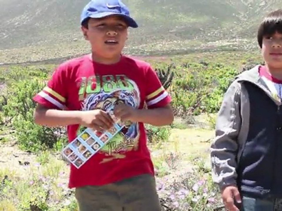 A rare blossoming of Chile's desert garden