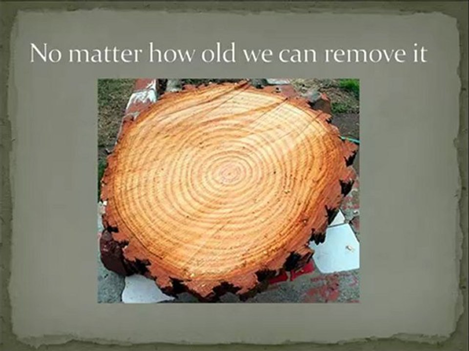 http://treeremoval.inbfhomes.net/
