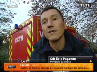 Un chamois dans les rues de Lyon!