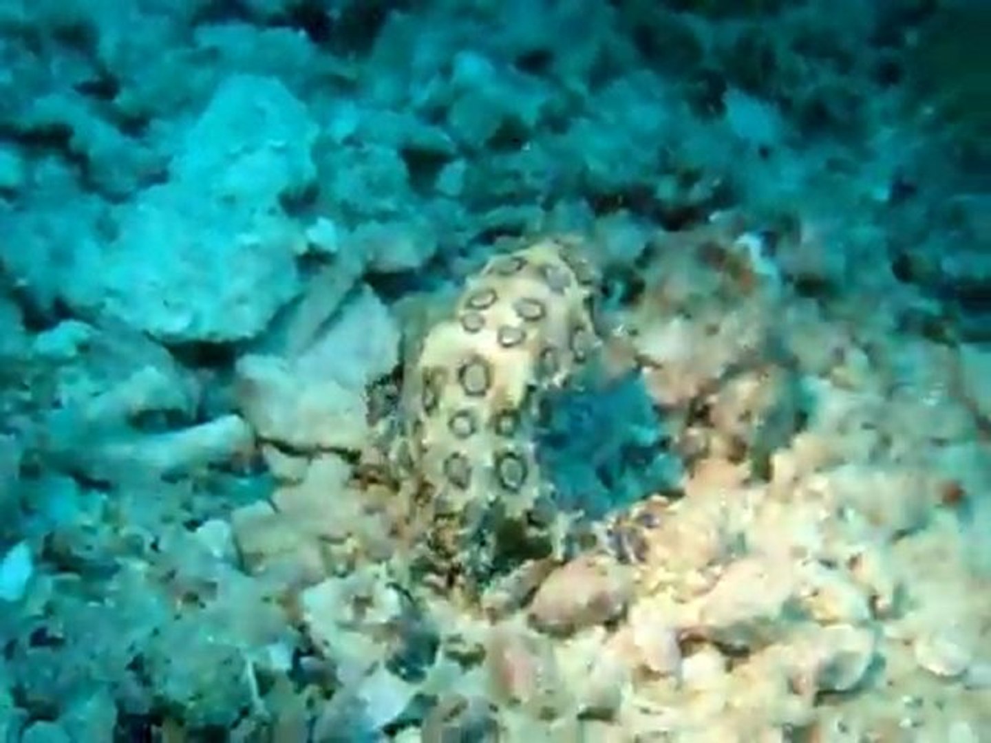⁣Blue-ringed Octopus -deltamarine.ir/forum