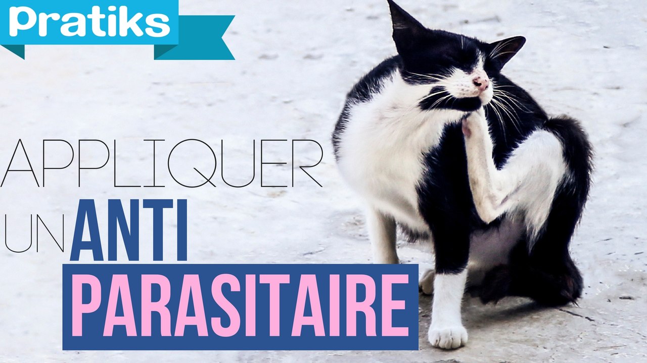 Conseils véto - Comment appliquer un antiparasitaire à son chat ?