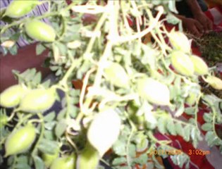 BENİM YARİM ARGUVAN UZUN HAVA MÜKEMMEL WWW.44MALATYAM.COM