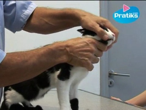 Conseils véto - Comment laver les dents de son chat ?