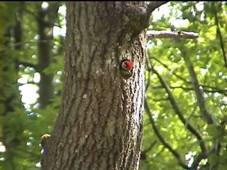 pic épeiche coucou suisse