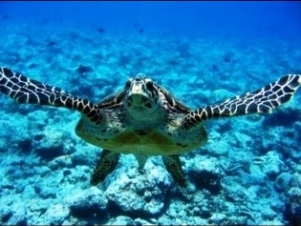 Napoli - IV edizione della Mediterranean Conference on marine turale