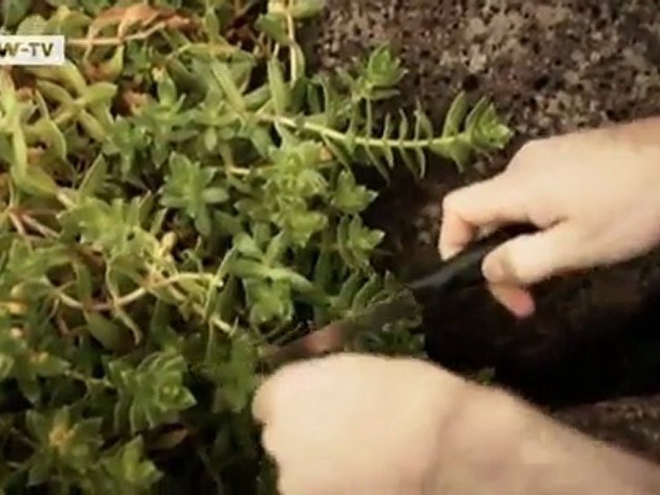 Cod in almond-pumpkin seed crust on root vegetables | euromaxx