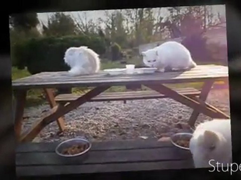 TOUS A TABLE