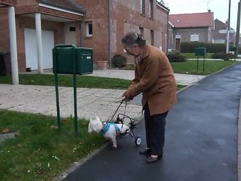 Saint-Vaast-en-Cambrésis : Titi chien à roulettes et cobaye européen