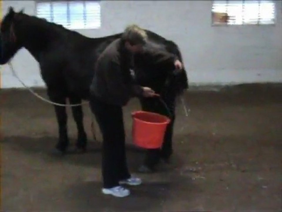 bravo ondine
