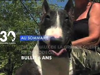 Sommaire émission 30 Millions d'Amis 13/11/2011
