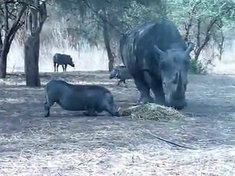 Rhino-vs-Warthogch