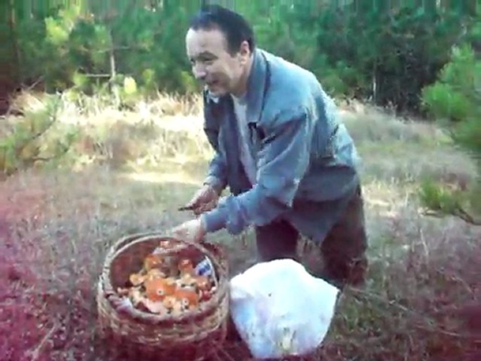 2011 kanlıca mantarı Sakarya çilekli köyü