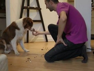 Apprendre l'ordre "laisse" à son chien.