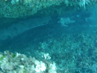 Chasse sous marine à l'agachon